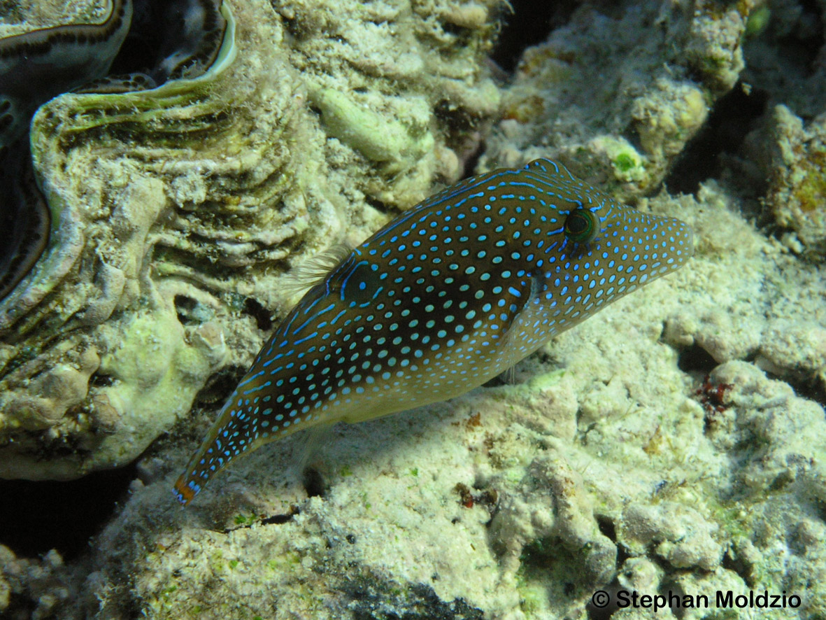 TET4 Canthigaster margaritata P1018039.jpg